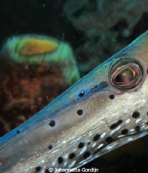 Trumpet fish by Johannetta Gordijn 
